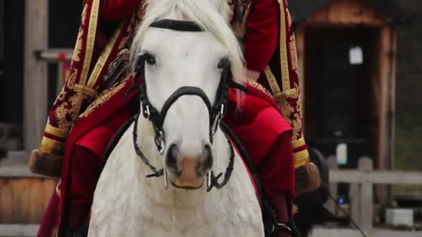 Medieval nobleman wearing luxury suit sitting astride white pedigree horse — Stock Video