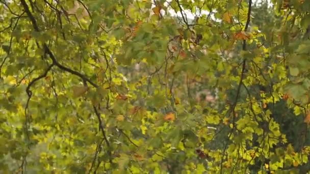 Kleines Mädchen läuft an Seniorpaar vorbei — Stockvideo