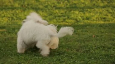 İki güzel köpekler çimlerde, açık havada zevk kabarık evcil hayvan oynamak beyaz