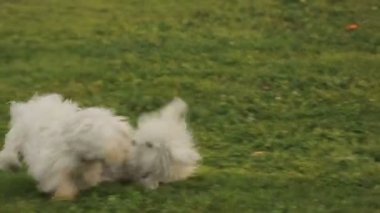 Bir kaç beyaz korkunç şaka yollu dışında oynarken mutlu köpek park, mücadele