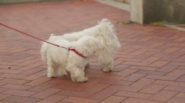 İki köpek tasmalı tanımak zevk insanlar onların pets ile yürümek.