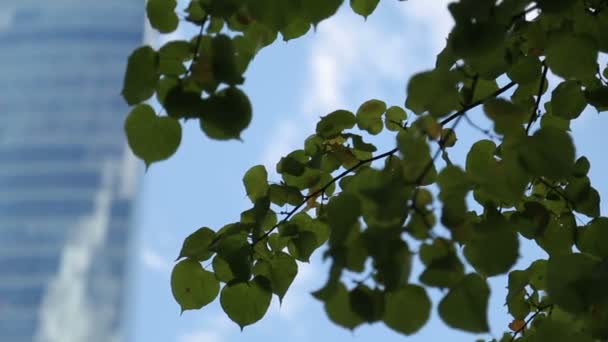 Moderne tout gratte-ciel en verre contre le ciel bleu, fenêtres du centre de bureau d'affaires — Video