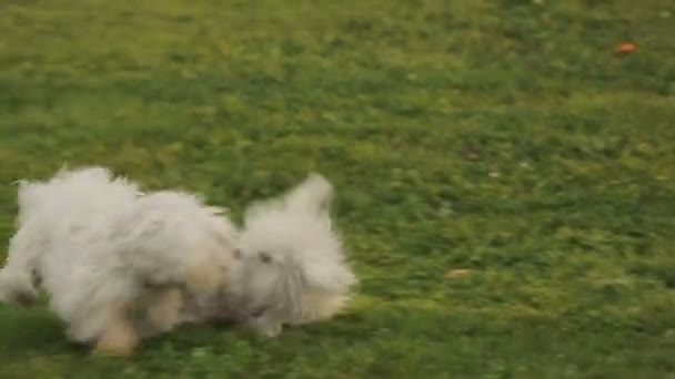 Un par de terriers blancos peleando en broma en el parque, perros felices jugando afuera — Vídeo de stock