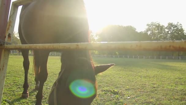 Beautiful domestic horse eating fresh lush grass, grazing on green farm pasture — Stock Video