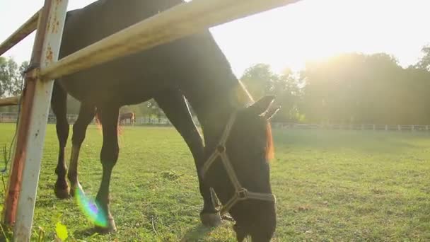 Gracioso potro pastando no campo exuberante, belo cavalo comendo grama na fazenda stud — Vídeo de Stock