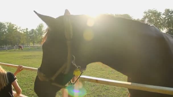 Petting gyönyörű törzskönyv lovat az állatkert, az emberi és állati interakció az emberek — Stock videók