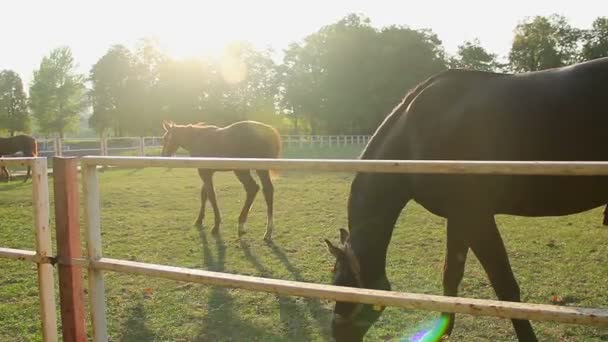 Bonito potro y caballos de año pastando en pastos ecológicos iluminados por el sol en la granja de sementales — Vídeos de Stock