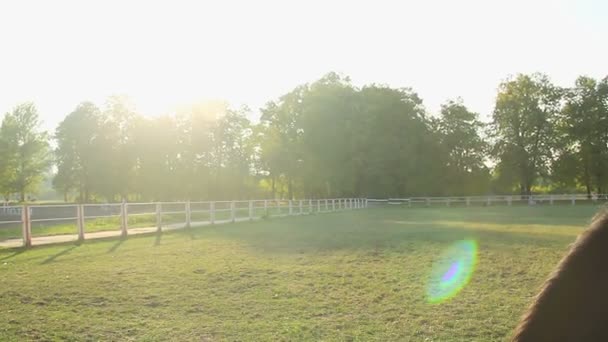 Красивий коричневий кінь їсть пишну траву на сільськогосподарському пасовищі, тваринництво — стокове відео