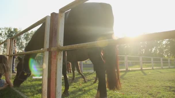 Koně jedí trávu — Stock video