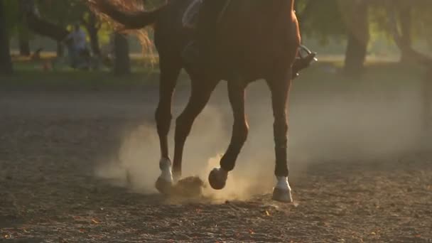Persoon leren hoe te rijden paard op manege, luxe hobby — Stockvideo