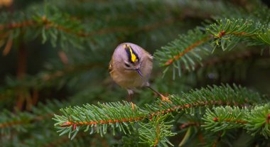 Goldcrest sonbahar renginde bir dalda oturuyor. En iyi fotoğraf.