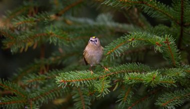 Goldcrest sonbahar renginde bir dalda oturuyor. En iyi fotoğraf.