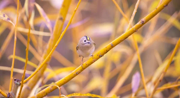 Goldcrest Sedí Větvi Podzimní Barvě Nejlepší Fotka — Stock fotografie