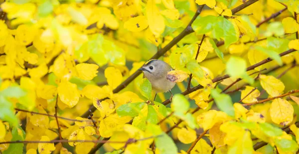 Goldcrest Sitter Gren Höstfärg Det Bästa Fotot — Stockfoto