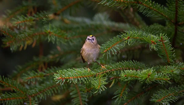 Goldcrest Zittend Een Tak Herfstkleur Beste Foto — Stockfoto