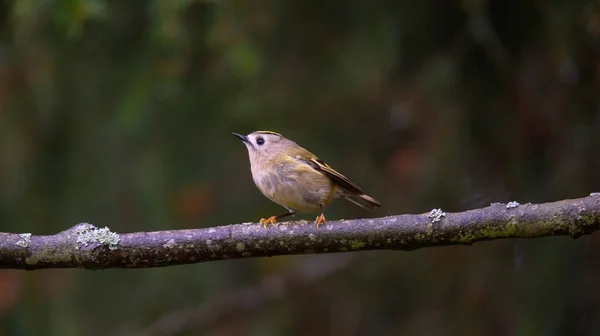 Goldcrest Sentado Una Rama Color Otoño Mejor Foto — Foto de Stock