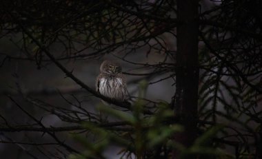 Glaucidium passerinum geceleri bir dala oturur ve en iyi fotoğraf olan avına bakar.