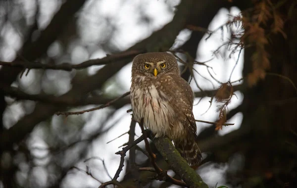 Glaucidium Passerinumsitting Větvi Stromu Dávat Pozor Kořist Nejlepší Foto — Stock fotografie