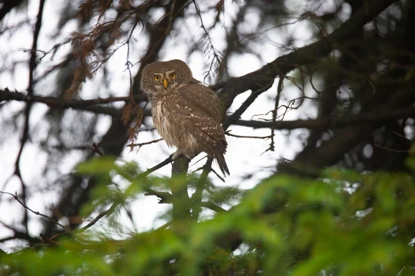 Glaucidium Passerinumsitting Ramo Uma Árvore Olhando Para Fora Para Presa — Fotografia de Stock