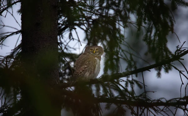 Glaucidium Passerinum Senta Ramo Noite Olha Para Presa Melhor Foto — Fotografia de Stock