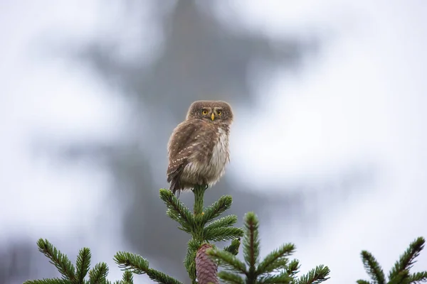 Glaucidium Passerinumsitting Egy Ágon Egy Keresi Zsákmány Legjobb Fotó — Stock Fotó