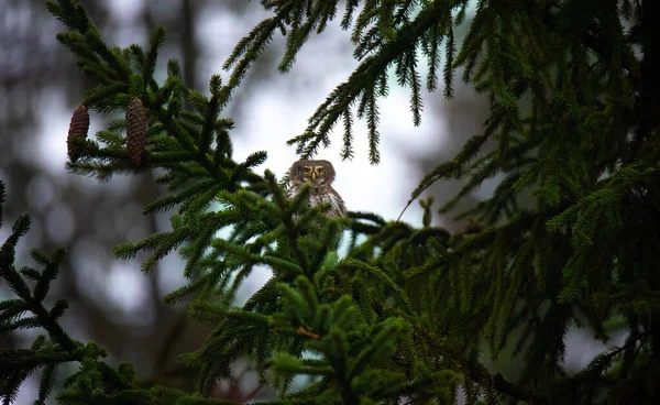 가지에 먹이를 Glaucidium Passerinumsitting Branch Tree Looking Out Prey Best — 스톡 사진