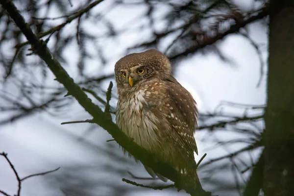 Glaucidium Passerinumsitting Ramo Uma Árvore Olhando Para Fora Para Presa — Fotografia de Stock