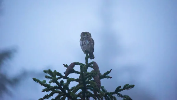 Glaucidium Passerinum Senta Ramo Noite Olha Para Presa Melhor Foto — Fotografia de Stock