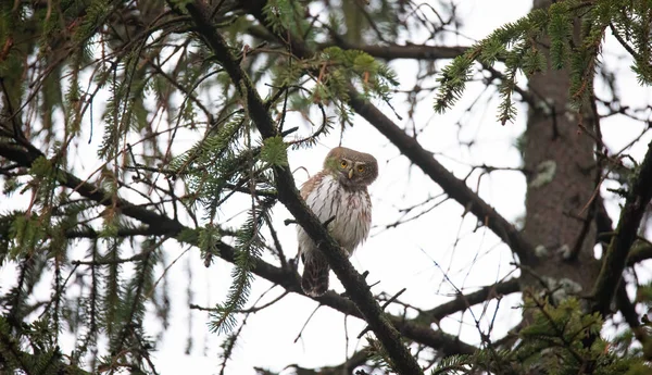 Glaucidium Passerinumsitting Branch Tree Looking Out Prey Best Photo — Stock Photo, Image