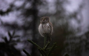 Glaucidium passerinum geceleri bir dala oturur ve en iyi fotoğraf olan avına bakar.