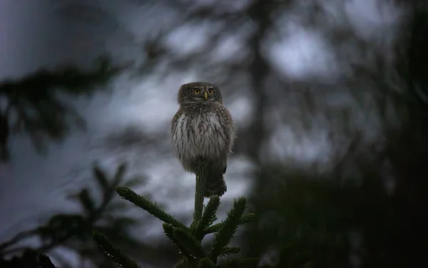 Glaucidium Passerinum Senta Ramo Noite Olha Para Presa Melhor Foto — Fotografia de Stock