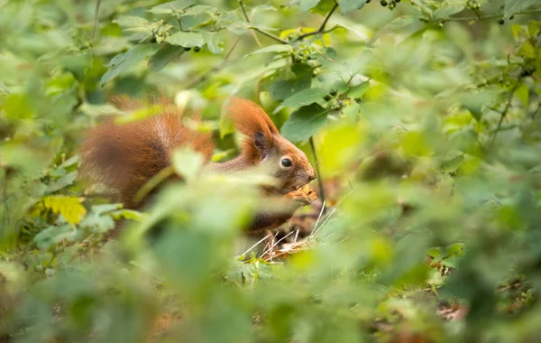 Eichhörnchen Herbst Park Sonnenschein Mit Herbstfarben Das Beste Foto — Stockfoto