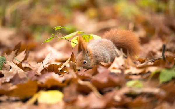 松鼠在秋天的公园阳光与秋天的色彩 最美的照片 — 图库照片