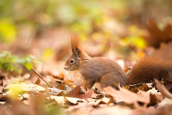 秋の公園の日差しの中でリスの色 最高の写真 — ストック写真