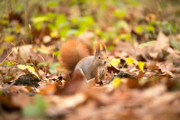 秋の公園の日差しの中でリスの色 最高の写真 — ストック写真