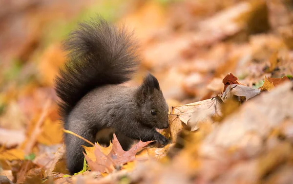가을철 햇살이 내려쬐는 공원의 다람쥐 — 스톡 사진