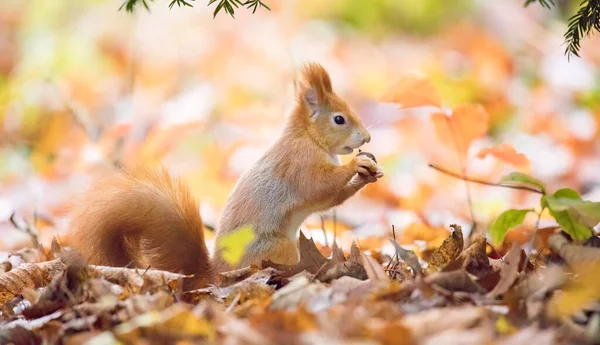 가을철 햇살이 내려쬐는 공원의 다람쥐 — 스톡 사진