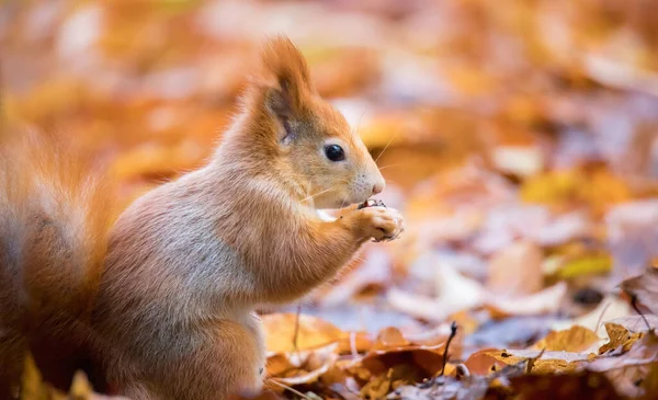 Ekorre Höstparken Solsken Med Höstfärger Den Bästa Bilden — Stockfoto