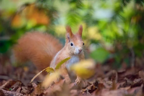 秋の公園の日差しの中でリスの色 最高の写真 — ストック写真