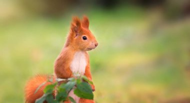 Sonbahar parkında sonbahar renklerinde sincap, en iyi fotoğraf..