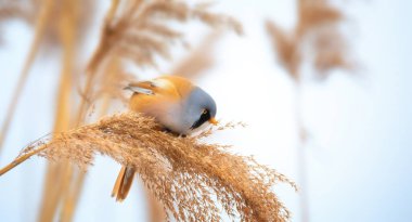 Sakallı Parrotbill Panurus ile güzel bir doğa sahnesi, en iyi fotoğraf..