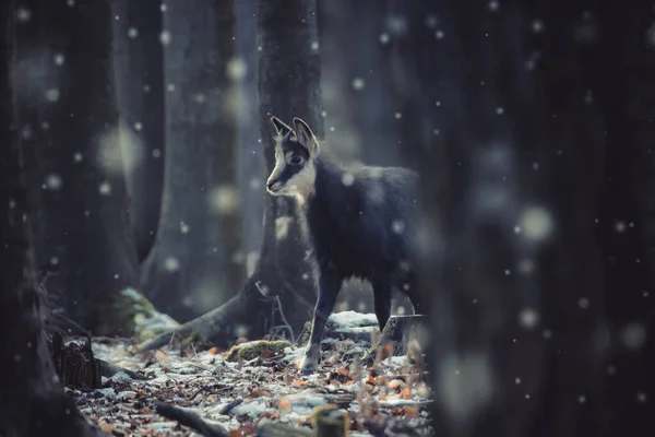 A chamois cub lost in the woods looking for a way, the best photo.