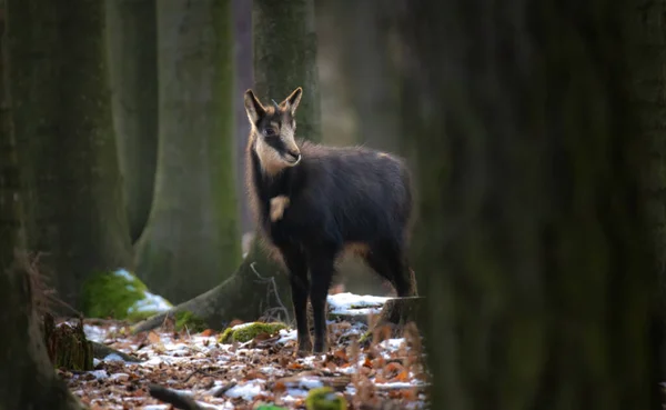 A chamois cub lost in the woods looking for a way, the best photo.