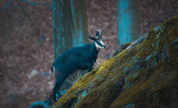 Filhote Camurça Perdido Floresta Procura Uma Maneira Melhor Foto — Fotografia de Stock