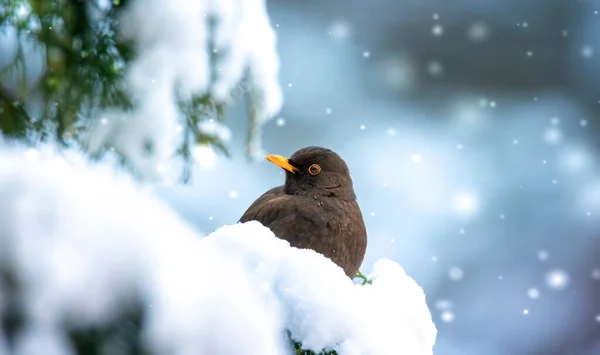 Евразийский Blackbird Кусте Снегом Зимой Лучшее Фото — стоковое фото