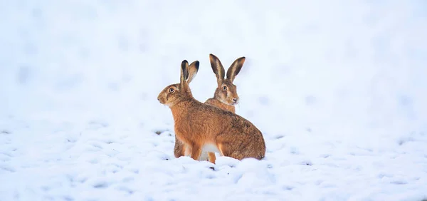 Hare Sitting Snowy Meadow Best Photo — Stock Photo, Image