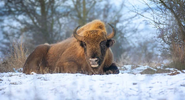 Bisonte Europeo Descansando Prado Nieve Mejor Foto — Foto de Stock