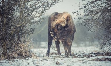 Avrupa bizonu kar çayırında dinleniyor, en iyi fotoğraf..