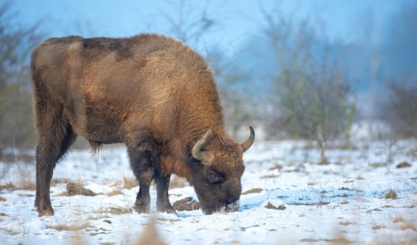 Bisonte Europeo Descansando Prado Nieve Mejor Foto — Foto de Stock