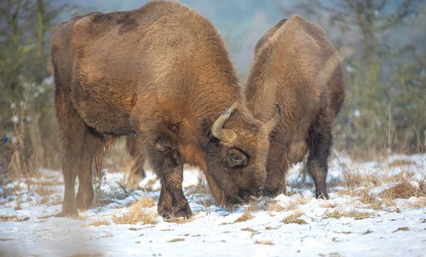 Europeisk Bisonoxe Vilar Snöäng Det Bästa Fotot — Stockfoto